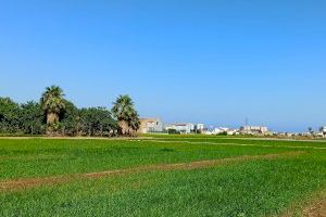 Alboraya abre el plazo para la concesión de ayudas orientadas al mantenimiento y mejora de la actividad agrícola en el término municipal