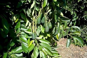 Los agricultores valencianos alertan: los robos prematuros de aguacates amenazan esta campaña