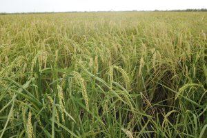 El aumento de la producción de arroz bomba en Pego es insuficiente para mejorar la falta de stock - (foto 2)