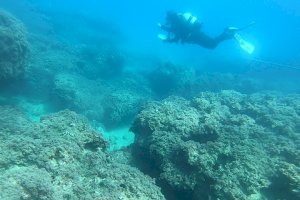 La UA confirma que la creación de reservas marinas aumenta la presencia de peces La UA confirma que la creación de reservas marinas aumenta la presencia de peces
