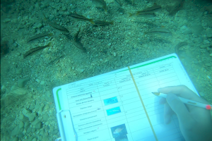 La UA confirma que la creación de reservas marinas aumenta la presencia de peces - (foto 2) La UA confirma que la creación de reservas marinas aumenta la presencia de peces - (foto 2)
