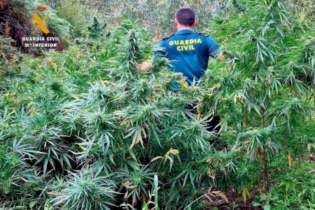 El 'club de la droga' de Alfàs del Pi: varios asociados se dedicaban a la venta masiva de marihuana y hachís El 'club de la droga' de Alfàs del Pi: varios asociados se dedicaban a la venta masiva de marihuana y hachís