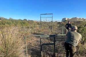 Accidentes y miedo: Oropesa intenta frenar la plaga de jabalíes