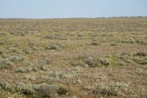 Els microbis són la clau per a entendre les respostes del sòl al calfament global