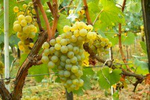 Las uvas de la suerte se disparan por Navidad: son un 44% más caras pese a tener el IVA reducido