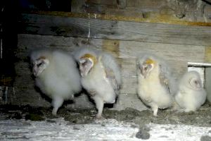 Alertan de los peligros para la lechuza común por las macroplantas y los PAI urbanísticos de Castellón - (foto 2)