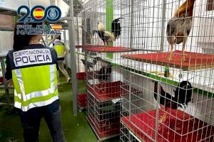 VÍDEO | Un bar d'Aspe amagava un recinte clandestí per a baralles de galls - (foto 9)