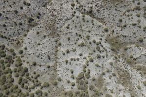 La distribució de la vegetació augmenta la capacitat de recuperació dels ecosistemes àrids