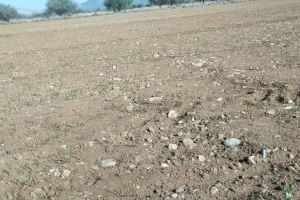 Alarma en el campo valenciano: la ausencia de lluvias prevé una campaña catastrófica para los productores de cereal Alarma en el campo valenciano: la ausencia de lluvias prevé una campaña catastrófica para los productores de cereal