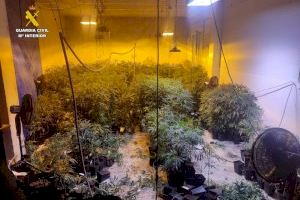 Localizadas casi mil plantas de marihuana en una vivienda en construcción de Altea
