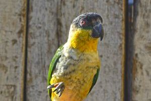 Terra Natura Benidorm amplía su demostración de aves rapaces con la llegada de tres nuevos ejemplares Terra Natura Benidorm amplía su demostración de aves rapaces con la llegada de tres nuevos ejemplares
