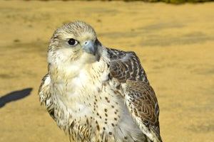 Terra Natura Benidorm amplía su demostración de aves rapaces con la llegada de tres nuevos ejemplares - (foto 2) Terra Natura Benidorm amplía su demostración de aves rapaces con la llegada de tres nuevos ejemplares - (foto 2)