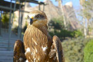 Terra Natura Benidorm amplía su demostración de aves rapaces con la llegada de tres nuevos ejemplares - (foto 3) Terra Natura Benidorm amplía su demostración de aves rapaces con la llegada de tres nuevos ejemplares - (foto 3)
