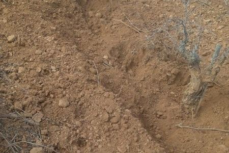 La fauna silvestre continúa siendo una amenaza para las viñas de Utiel-Requena