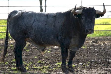 Estos son los seis Victorinos que viajarán a Castellón por la Feria de la Magdalena