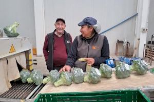 Marfruit recibe el Premio Agricultor del año de Elche por fomentar el relevo generacional y dar el salto hacia mercados internacionales - (foto 2) Marfruit recibe el Premio Agricultor del año de Elche por fomentar el relevo generacional y dar el salto hacia mercados internacionales - (foto 2)