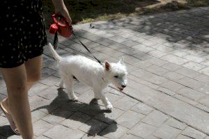 El Ayuntamiento lanza una campaña para promover el registro de las mascotas paterneras en el censo del ADN canino El Ayuntamiento lanza una campaña para promover el registro de las mascotas paterneras en el censo del ADN canino