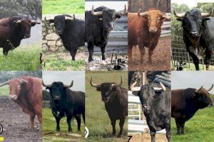 Sant Vicent abre la temporada taurina de la Vall d'Uixó: estos son los diez toros cerriles