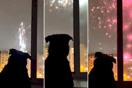 VÍDEO | El gos amant de la pirotècnia es fa viral: li encanten els petards VÍDEO | El gos amant de la pirotècnia es fa viral: li encanten els petards