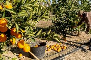 Los agricultores valencianos exigen inspecciones sobre la brusca caída del precio de los cítricos