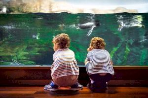 El Oceanogràfic de València amplía horarios y experiencias para Semana Santa