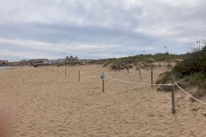 Comienza la campaña de protección del Chorlitejo Patinegro en la playa de la Mata