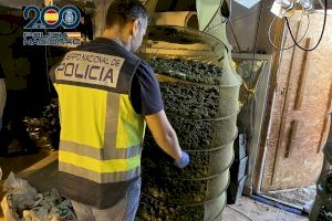 Desmantelan dos plantaciones de marihuana en la playa de Gandia y Torrent