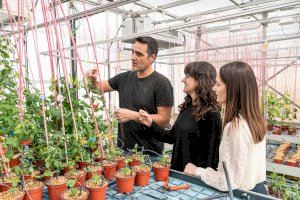 Trazando el camino de la abundancia: Gen FUL, la clave para ampliar la producción de leguminosas
