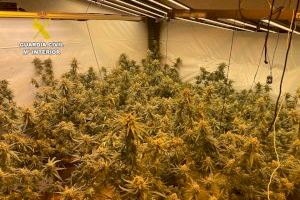 Descubren un cultivo de droga oculto entre estrechos pasillos de madera en Pedreguer