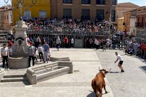 La capital del bou comença la temporada taurina de 2024: hora i dia del primer bou cerril