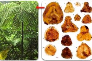 La última cena del dinosaurio Morelladon - (foto 2)