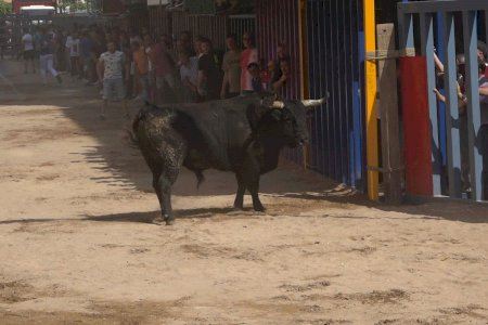 Sant Pasqual 2024 | Seis toros cerriles de El Montecillo recorrerán las calles de Vila-real el 11 de mayo