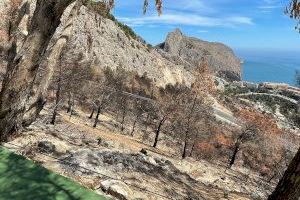 L'Ajuntament actua a la zona cremada d'Altea Hills a l'incendi del gener passat