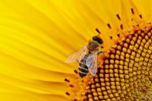 Alerten de la presència d'himenòpters durant la primavera: on s'amaguen estos insectes