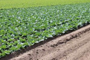 L'Ajuntament de València reconeix l'emprenedoria en l'agricultura, la ramaderia i la pesca amb tres nous premis