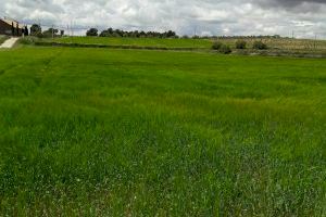 La producción de cereales volverá a ser escasa por la sequía
