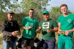 El Projecte Emys torna a la càrrega esta primavera després d’haver censat en 2023 més d’un centenar de tortugues autòctones