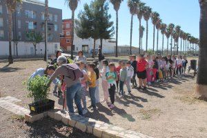 Escolars d'Almenara planten prop de 250 exemplars de pi blanc i lledoner en la localitat - (foto 2)
