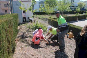 Escolars d'Almenara planten prop de 250 exemplars de pi blanc i lledoner en la localitat - (foto 5)