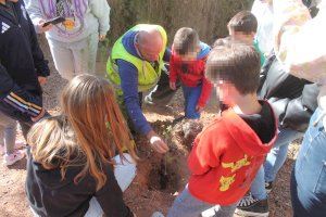 Escolars d'Almenara planten prop de 250 exemplars de pi blanc i lledoner en la localitat - (foto 10)