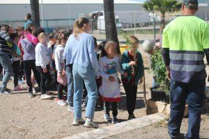 Escolars d'Almenara planten prop de 250 exemplars de pi blanc i lledoner en la localitat - (foto 14)