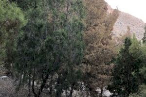 El PSOE urge a tomar medidas contra el el "Tomicus" en el paraje protegido de la Pilarica de Callosa de Segura
