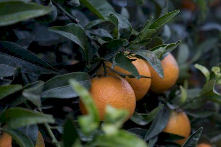 Los citricultores de Burriana y Las Alquerías gozarán de una rebaja fiscal tras el reventón térmico pero pueblos vecinos se quedan fuera