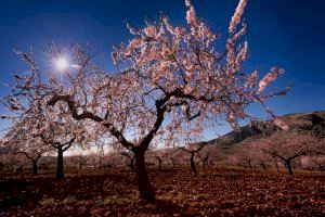 La Diputación de Castellón lanza un concurso de fotografía sobre el medio natural con 4.000 euros en premios La Diputación de Castellón lanza un concurso de fotografía sobre el medio natural con 4.000 euros en premios