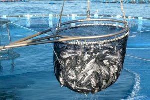 Avramar cierra una de sus granjas de peces de Burriana