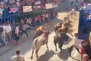 Dos ferits, un d'ells greu, en l'arrancada taurina de les festes de Sant Pasqual de Vila-real