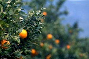 Juí un pare i una filla de Vila-real per no pagar per les taronges a agricultors de València