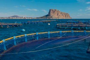 El TSJ desestima el recurso del Ayuntamiento de Calpe contra la piscifactoría