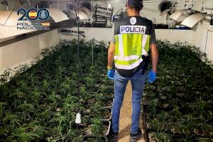 Desmantelada una organización criminal dedicada al cultivo de marihuana en Albacete: siete detenidos y 81 kilogramos de droga incautados