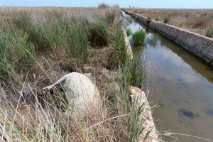 Mor una vaca al Prat de Cabanes-Torreblanca: localitzada sense vida després d'una cerca desesperada
